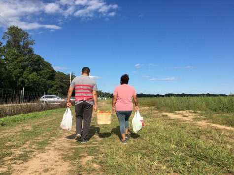 U-Picking at Lewin Farm