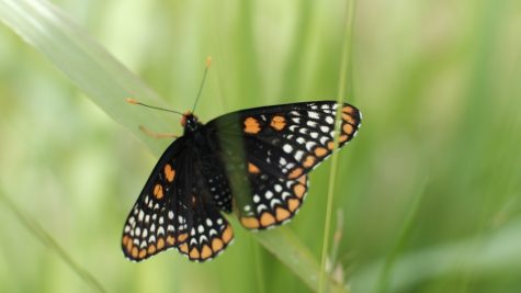 Checkerspot butterfly at Caumsett State Park.