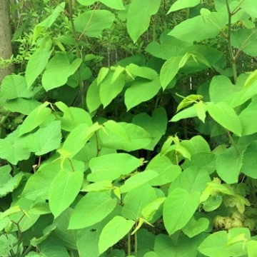 Japanese Knotweed, or Reynoutria japonica, a relatively innocent looking but vicious intruder.