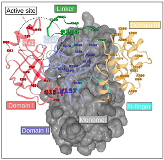 Obtained from Main Protease Mutation. Portrays the unique mutations from MPro sequences utilizing colored labels. 