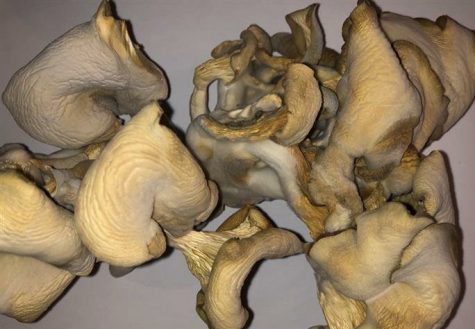 A selection of dried oyster mushroom caps .