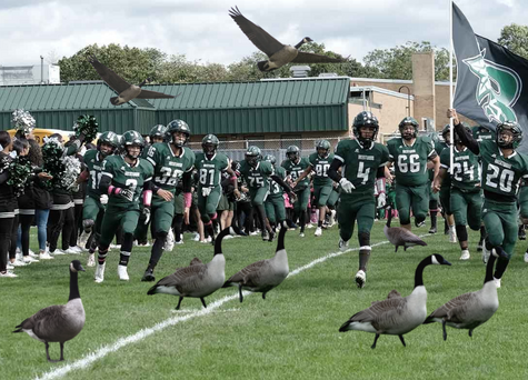 Satire: Football Field to Become Geese Sanctuary