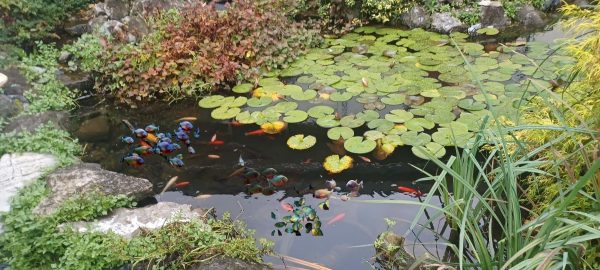 Brentwood High School Adds Piranhas to Sonderling Koi Fish Pond